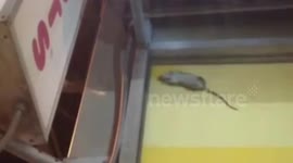 Rat crawling on pastries inside store