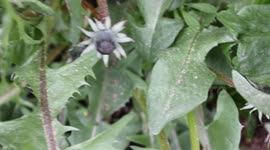 Saharan Dust On Plants In Belfast