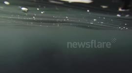 killer whale drive by