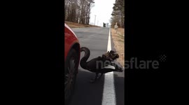 Evil black swan attacks car