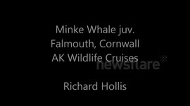 Minke Whale, Falmouth