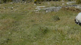 sheep and new born spring lambs on dartmoor national park