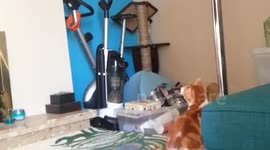 Charlie cat tries to pole dance!