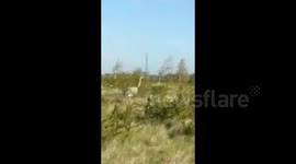 GIANT RHEA BIRD FOUND ON GOLF COURSE