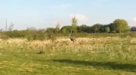 Giant Rhea Bird video 2 (additional footage)