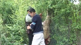 SHOCKING IMAGES! Lambs killed cruelly in Romania