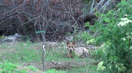 Australian Cattle Dogs Hunting Gophers
