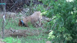 Dogs Hunting Foxes