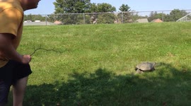 Huge Snapping Turtle on a Journey