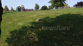 Huge Snapping Turtle Found on a Journey 2
