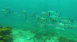 ENCOUNTER WITH A SCHOOL OF BUFFALO BREAM!