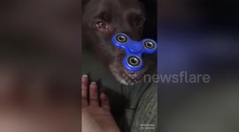 Fidget spinner on cute dog's nose