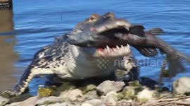 Huge alligator devours algae eater in Lakeland, FL