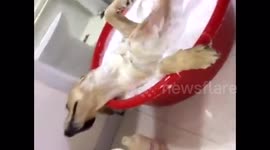 This dog really loves bath time