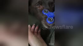 Newsflare Edit - Fidget spinner on cute dog's nose