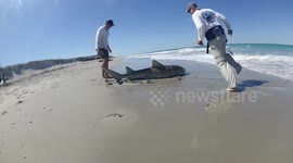 Fishermen catch big shark using drone
