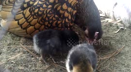 Baby chick goes on a 'wild ride' on its mother's head