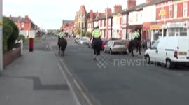 Uk mounted police in action