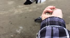 Feeding birds