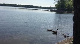 Geese Family at Lake Pemaquid Campground in Maine