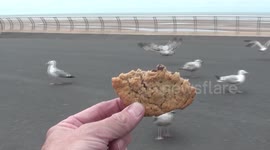 seagulls devour homemade cookies
