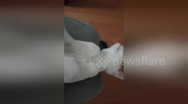 Newsflare Edit - My little cat resting on my legs