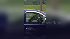 'Impatient' dog honks horn while owner is shopping