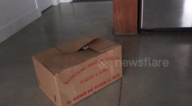 What's in the box? A curious Bengal cat!