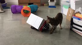 Bengal cat uses box as a shield