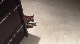 Bengal cat can't stand her shadow