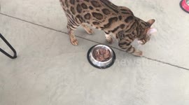 Bengal cat