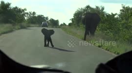 Cheeky and brave baby elephant 'protects' his mother