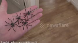 Man pranks flatmate who's terrified of spiders