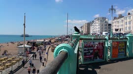Chatty Blackbird on Brighton sea-front on a sunny afternoon - 4K