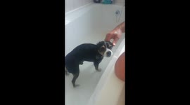 Chihuahua enjoys bath