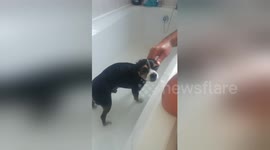 Newsflare Edit - Chihuahua enjoys bath