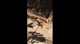 Kitten and turtle fighting for food!