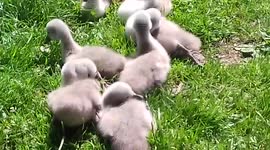 Swans have a rest on this hot day