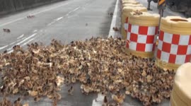 Hundreds of chicks spill onto motorway as transport lorry tips over