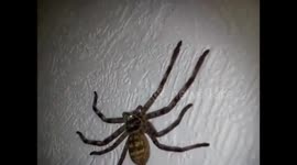 Giant huntsman spider on the loose in UK