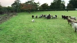 World's worst sheepdog? Tiny pooch ends up being chased by herd