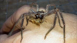 Man 'hand-feeds' massive huntsman spider