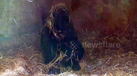 Playful gorilla frolics in shade amid soaring temperatures