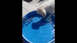 Curious Dog fishing for her shadow