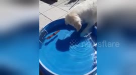 Newsflare Edit - Curious Dog fishing for her shadow