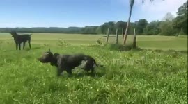 Staffy Dive