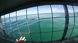 White Shark Dive - Gansbaai - South Africa