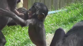 Baby bonobos enjoy UK warm weather