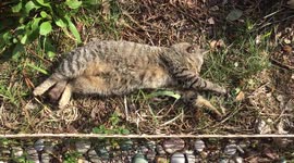 Cat Sleeping in the Sun