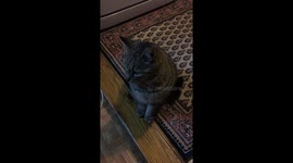 Cat Sitting on the Floor